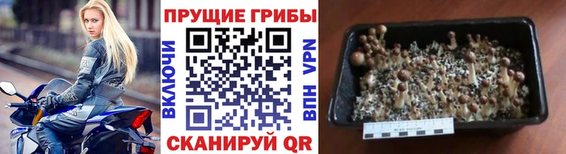 Галлюциногенные грибы GOLDEN TEACHER  сколько стоит  blacksprut сайт  Богородск 